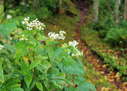 Hiking trail on Leave No Trace page