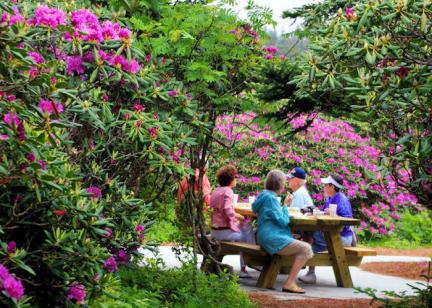 Roan Mountain Rhododendron