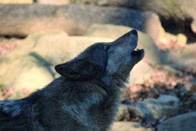 A howling wolf