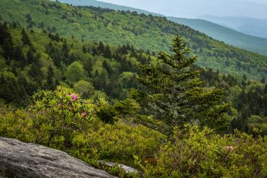 Yoga on the Mountain