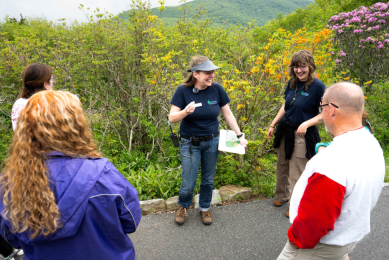 Rhododendron Rambles at Grandfather Mountain