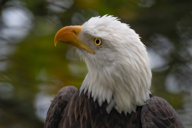 Eagle at Grandfather Mountain
