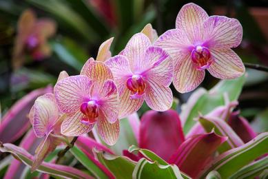 Orchid Show