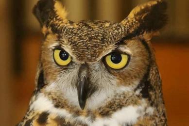 Flock to Rock Birding Weekend