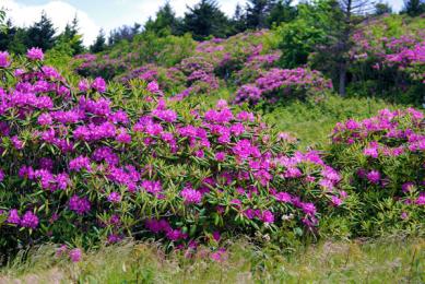 Rhododendron Festival
