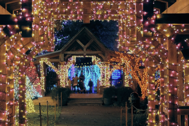 Pergola strung with Winter Lights at The North Carolina Arboretum