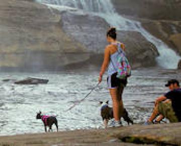 Pet Friendly Guide