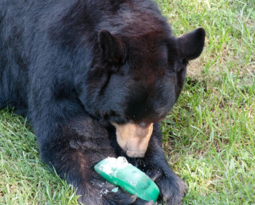 Brews & Bears Fest in Asheville