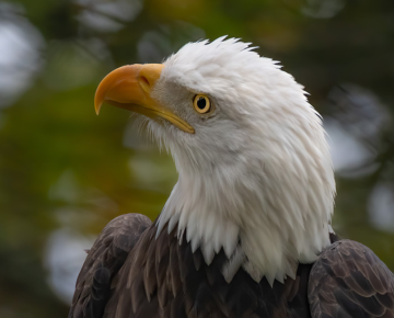 Eagle at Grandfather Mountain