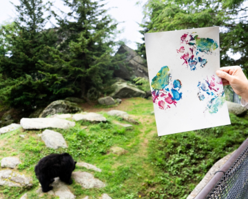 Paint With a Bear at Grandfather Mountain