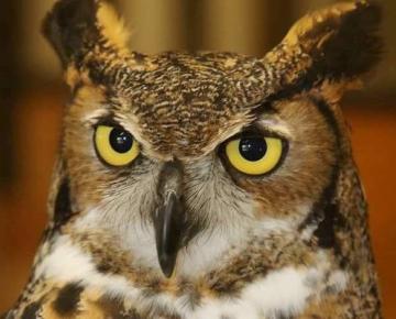 Flock to Rock Birding Weekend