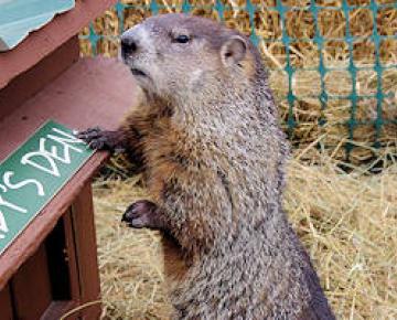 Groundhog Day
