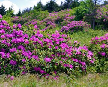Rhododendron Festival