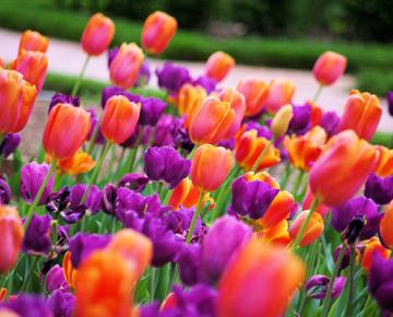 Tulips at Biltmore