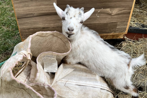 Opie a goat born without a right front hoof