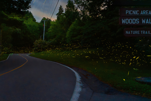 Grandfather Glows Firefly Viewing Lottery