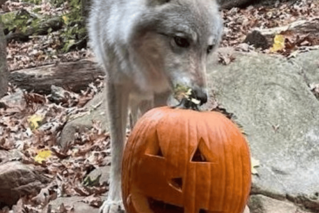 Grey wolf eating a jack-o-lantern
