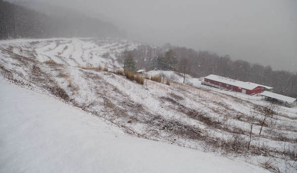 Orchard at Altapass in Snow