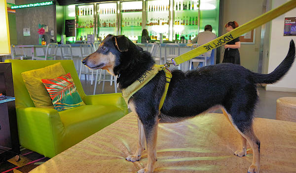 Aloft Hotel Dog Rescue