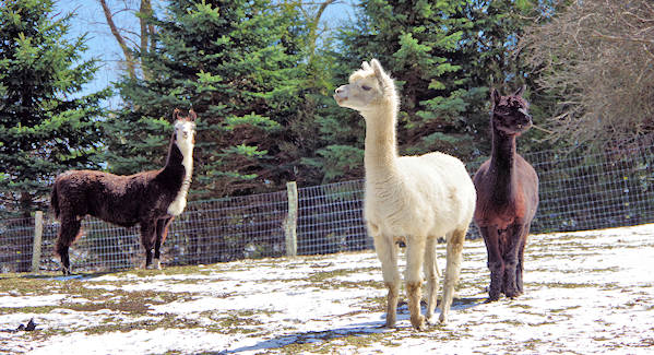Apple Hill Alpaca Farm