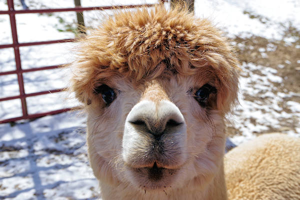 Alpaca at Apple Hill Farm, Banner Elk