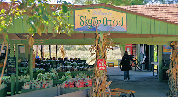 Apple Orchard Farms