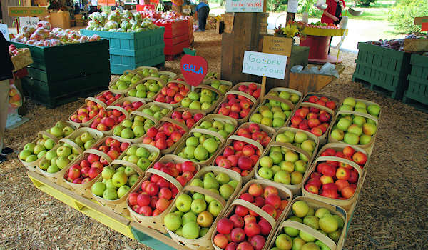Apple Orchards