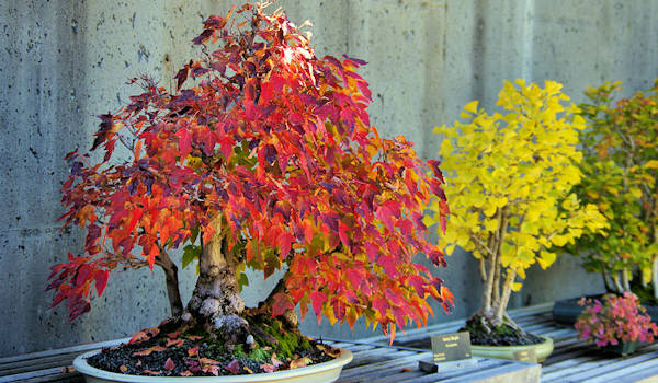 Bonsai at NC Arboretum Fall