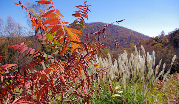 NC Arboretum Fall