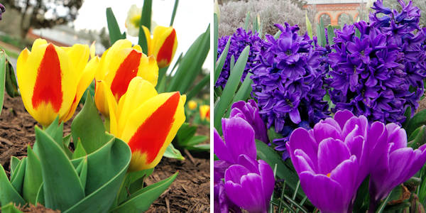 Biltmore Tulips