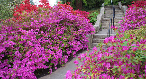 Biltmore Azalea Garden