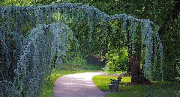 Biltmore Shrub Garden