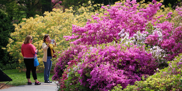 Biltmore Azaleas