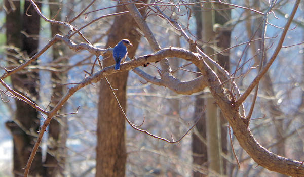 bird in chimney rock state park