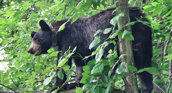 Black Bear