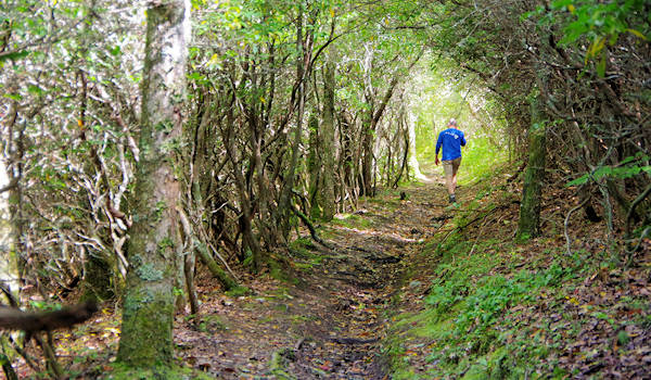 Cataloochee Divide Trail