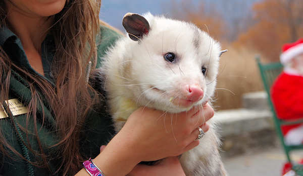 Possum at Chimney Rock Park