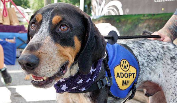 Coon Dog Day Adoption