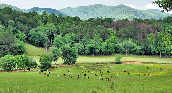 Cowee Valley NC