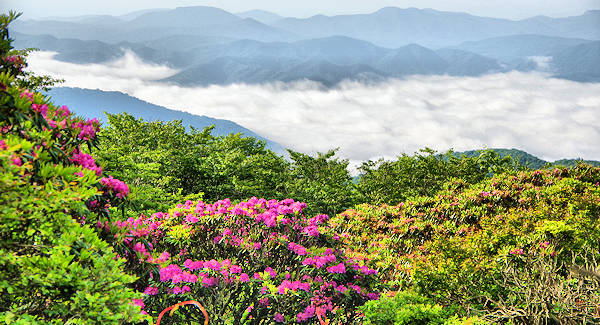 Craggy Gardens Mountain View Parkway