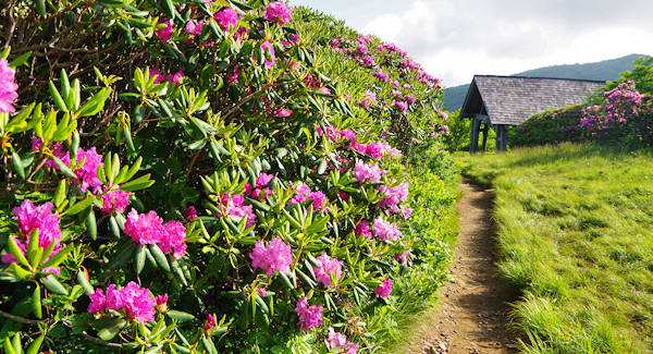 Craggy Gardens Trail, Rhododendron