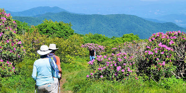Craggy Gardens Trail