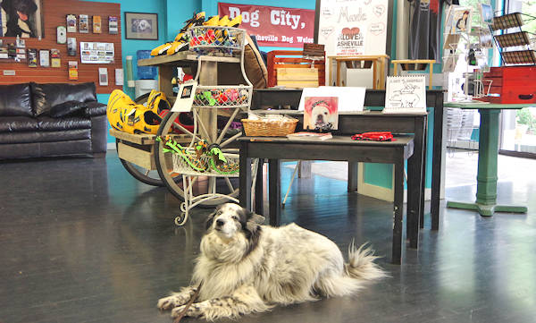 Asheville Dog Welcome Center