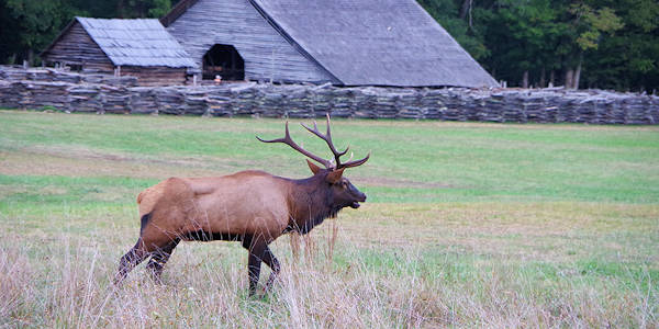 Elk at Oconaluftee Visitor Center