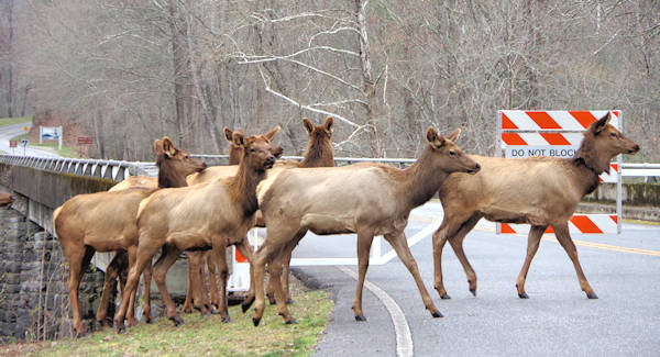 Elk on Blue Ridge Parkway
