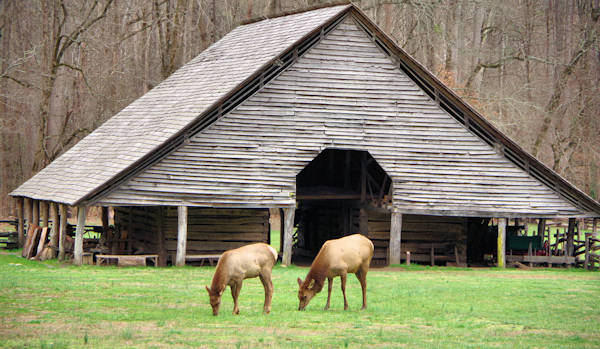 Elk in Great Smoky Mountains Cherokee