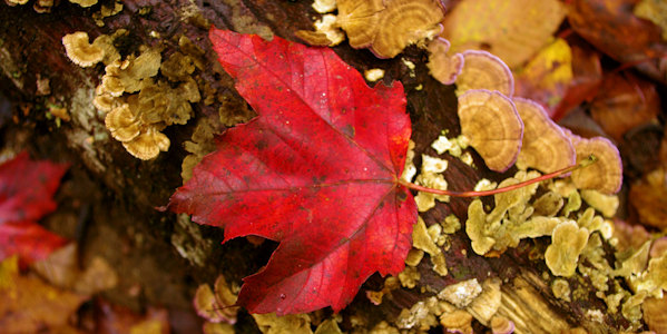 Fall Leaves