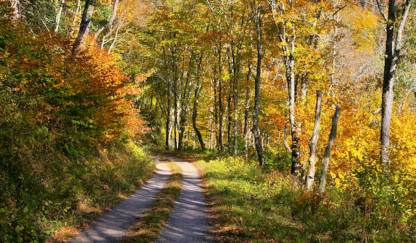 heintooga road, great smoky mountains
