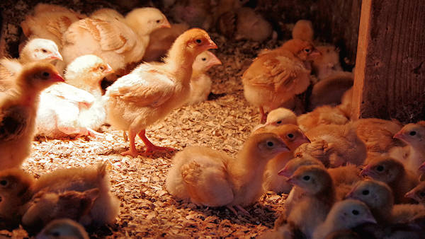 Hickory Nut Gap Farm