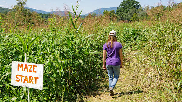 Hickory Nut Gap Farm Corn Maze